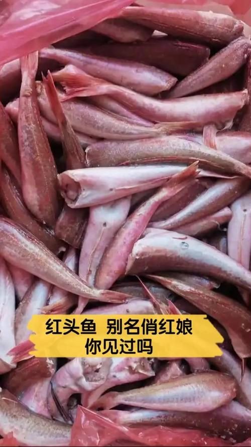紅頭運(yùn)魚圖片 紅頭運(yùn)魚圖片 龍魚論壇 第11張