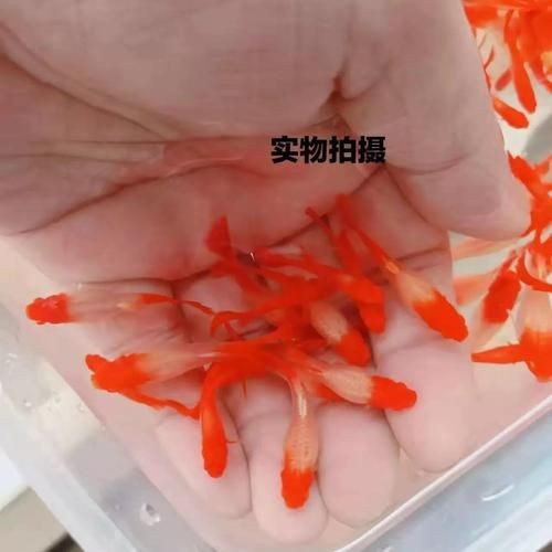 紅頭運(yùn)魚圖片 紅頭運(yùn)魚圖片 龍魚論壇 第15張
