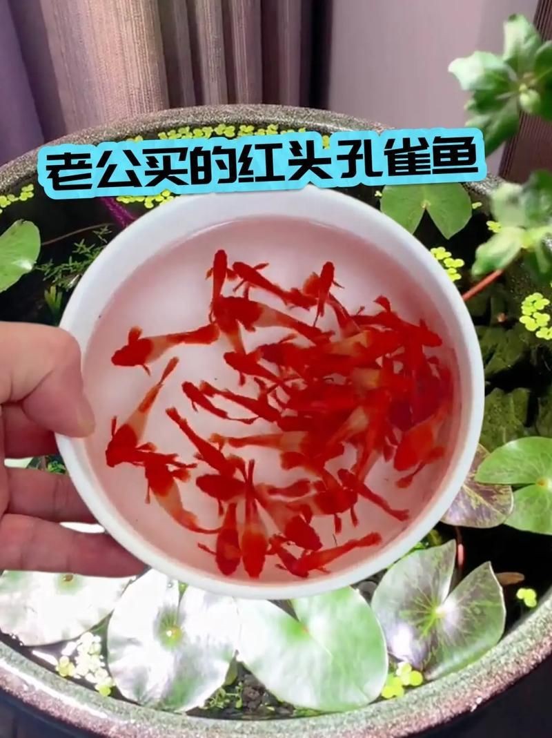 紅頭運(yùn)魚圖片 紅頭運(yùn)魚圖片 龍魚論壇 第14張