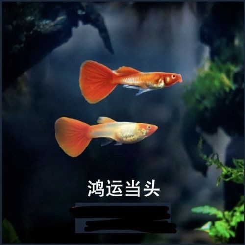紅頭運(yùn)魚圖片 紅頭運(yùn)魚圖片 龍魚論壇 第18張