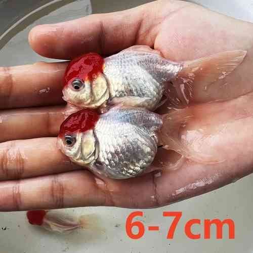 紅頭運(yùn)魚圖片 紅頭運(yùn)魚圖片 龍魚論壇 第17張