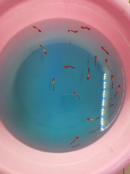 紅頭運(yùn)魚圖片 紅頭運(yùn)魚圖片 龍魚論壇 第19張