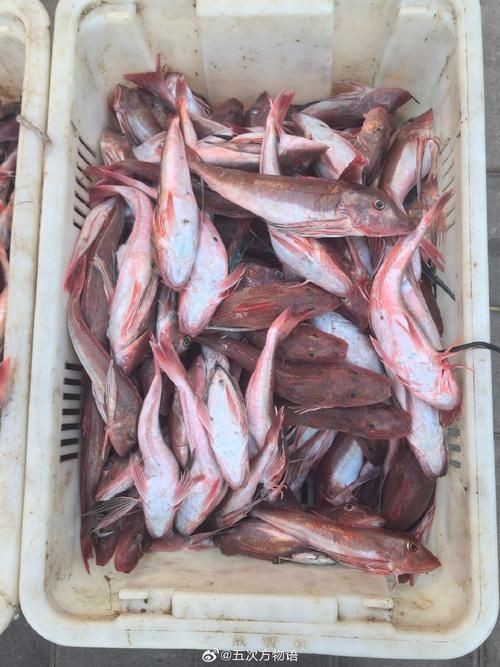 紅頭運(yùn)魚圖片 龍魚論壇 第22張 紅頭運(yùn)魚圖片 紅頭運(yùn)魚圖片 龍魚論壇 第22張