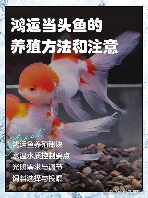 紅頭運(yùn)魚圖片 龍魚論壇 第23張 紅頭運(yùn)魚圖片 紅頭運(yùn)魚圖片 龍魚論壇 第23張