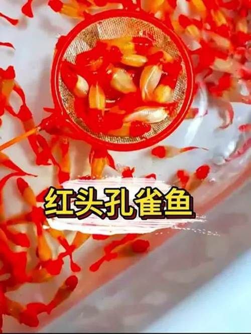 紅頭運(yùn)魚圖片 龍魚論壇 第24張 紅頭運(yùn)魚圖片 紅頭運(yùn)魚圖片 龍魚論壇 第24張