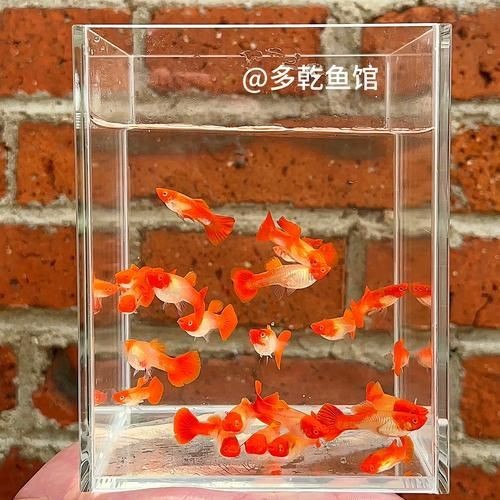 紅頭運(yùn)魚圖片 紅頭運(yùn)魚圖片 龍魚論壇 第20張