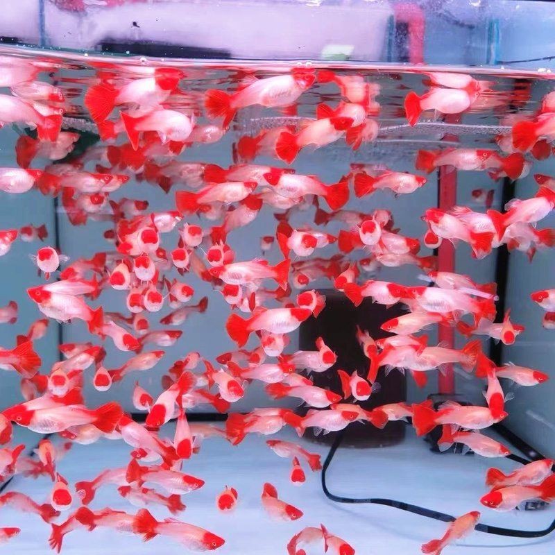 紅頭運(yùn)魚圖片 龍魚論壇 第27張 紅頭運(yùn)魚圖片 紅頭運(yùn)魚圖片 龍魚論壇 第27張