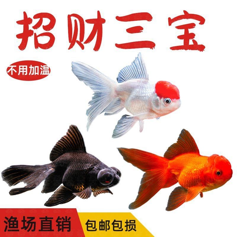 紅頭運(yùn)魚圖片 龍魚論壇 第30張 紅頭運(yùn)魚圖片 紅頭運(yùn)魚圖片 龍魚論壇 第30張