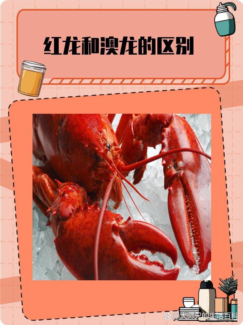 如何區(qū)分澳龍和紅龍？