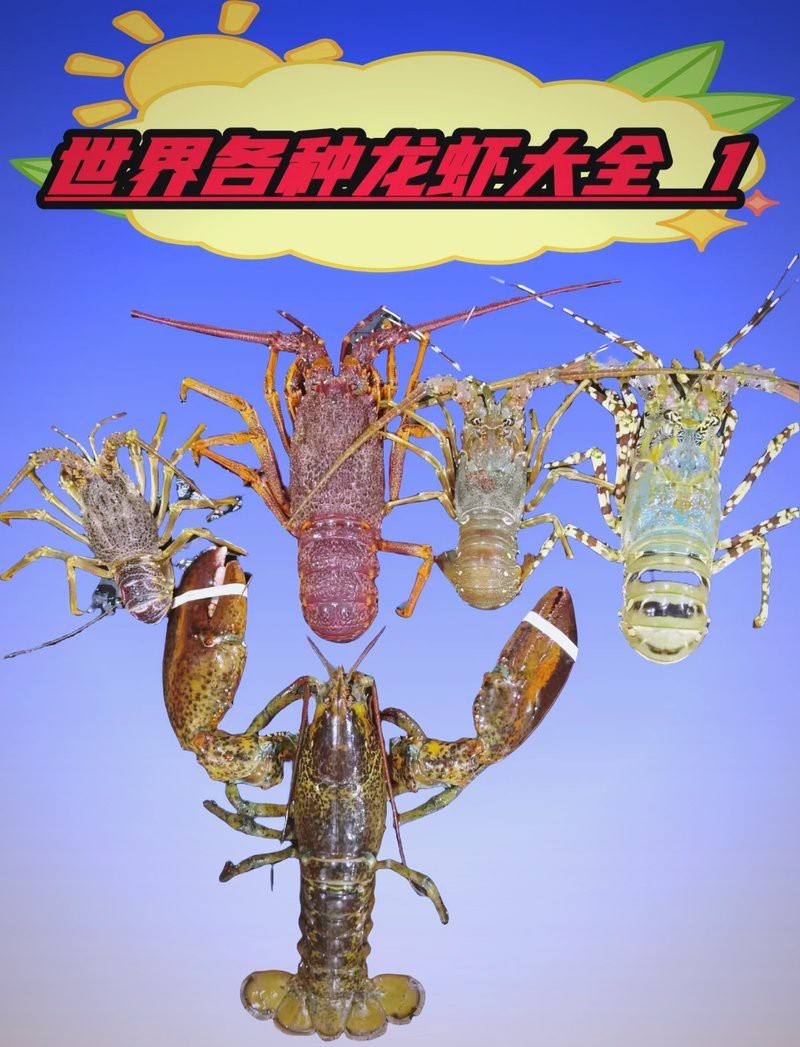 如何區(qū)分澳龍和紅龍？
