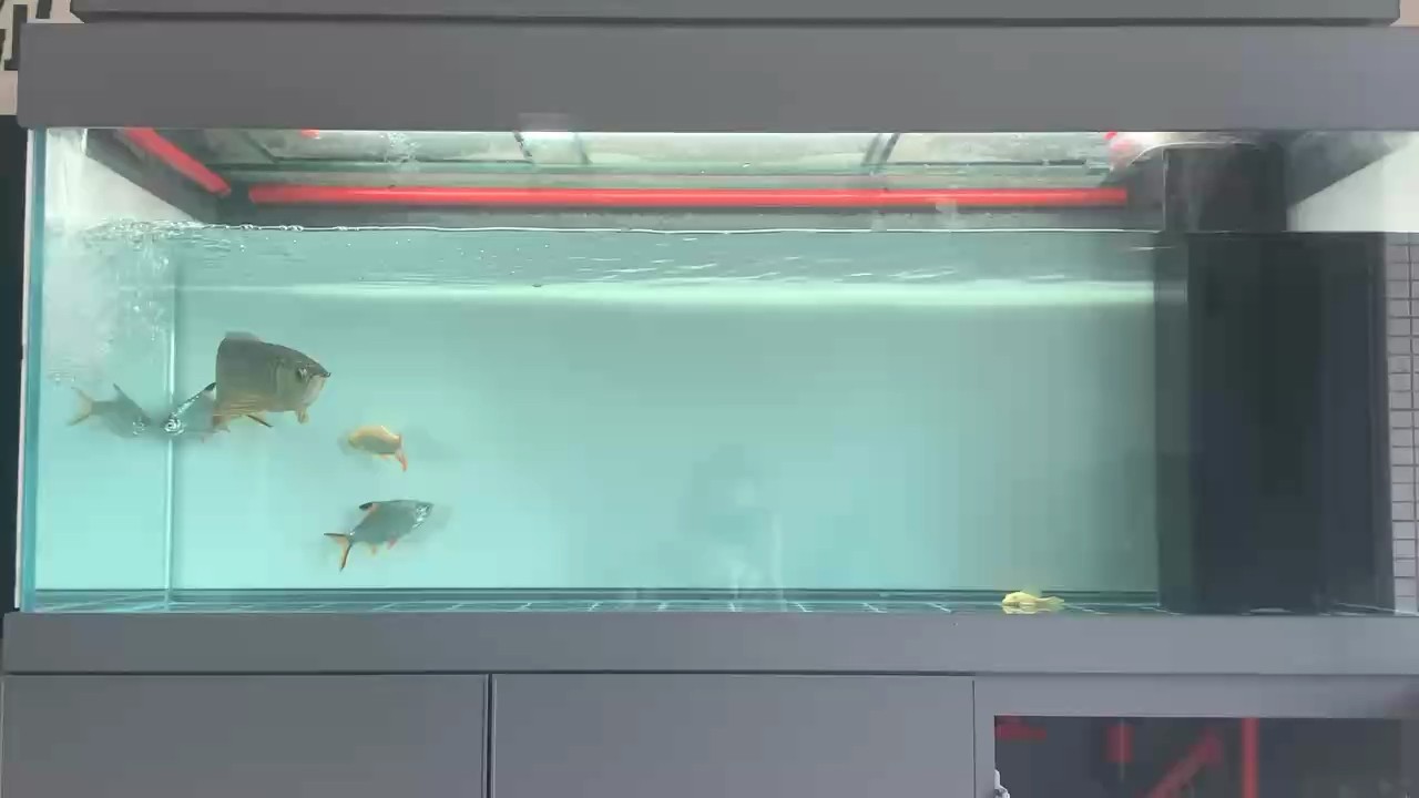 魚缸過濾器哪個牌子好：魚缸品牌排行榜和消費者評價魚缸品牌排行榜和消費者評價