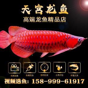 銀龍魚的養法和注意事項有哪些(銀龍魚的飼養方法)