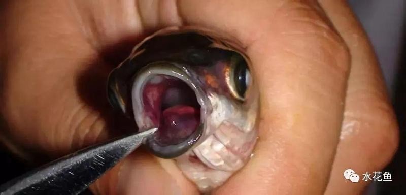 龍魚(yú)細(xì)菌感染的傳播途徑有哪些？