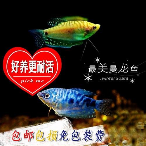 海水黃龍魚介紹圖片