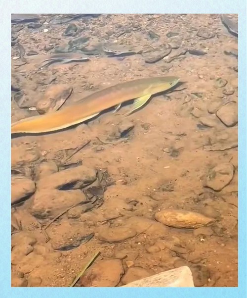 海水黃龍魚介紹圖片