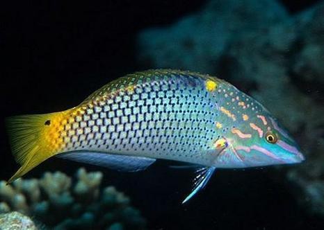 海水黃龍魚介紹圖片
