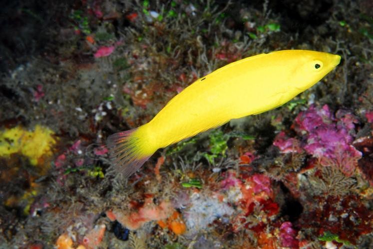 海水黃龍魚介紹圖片