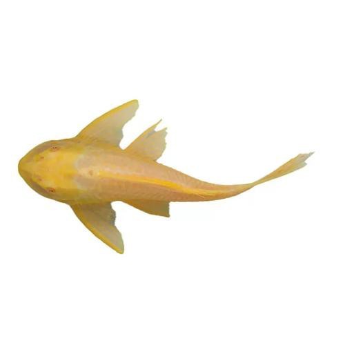 海水黃龍魚介紹圖片