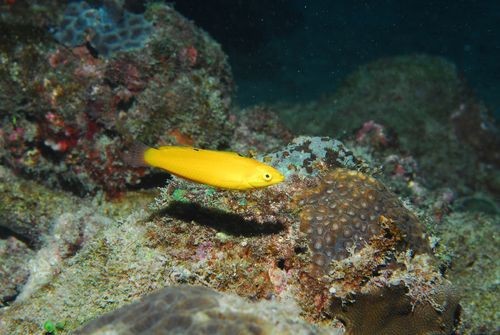 海水黃龍魚介紹圖片