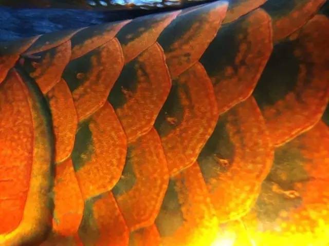 超美龍魚壁紙圖片2023最新款