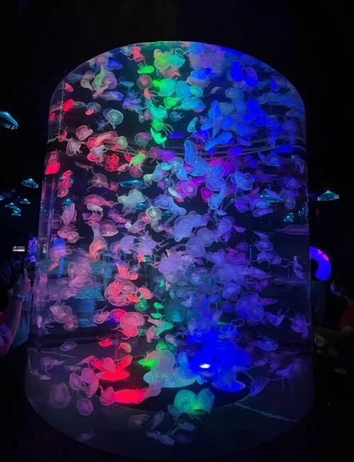 合肥龍魚市場營業時間表圖片