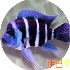 薩伊藍一般多少錢一只