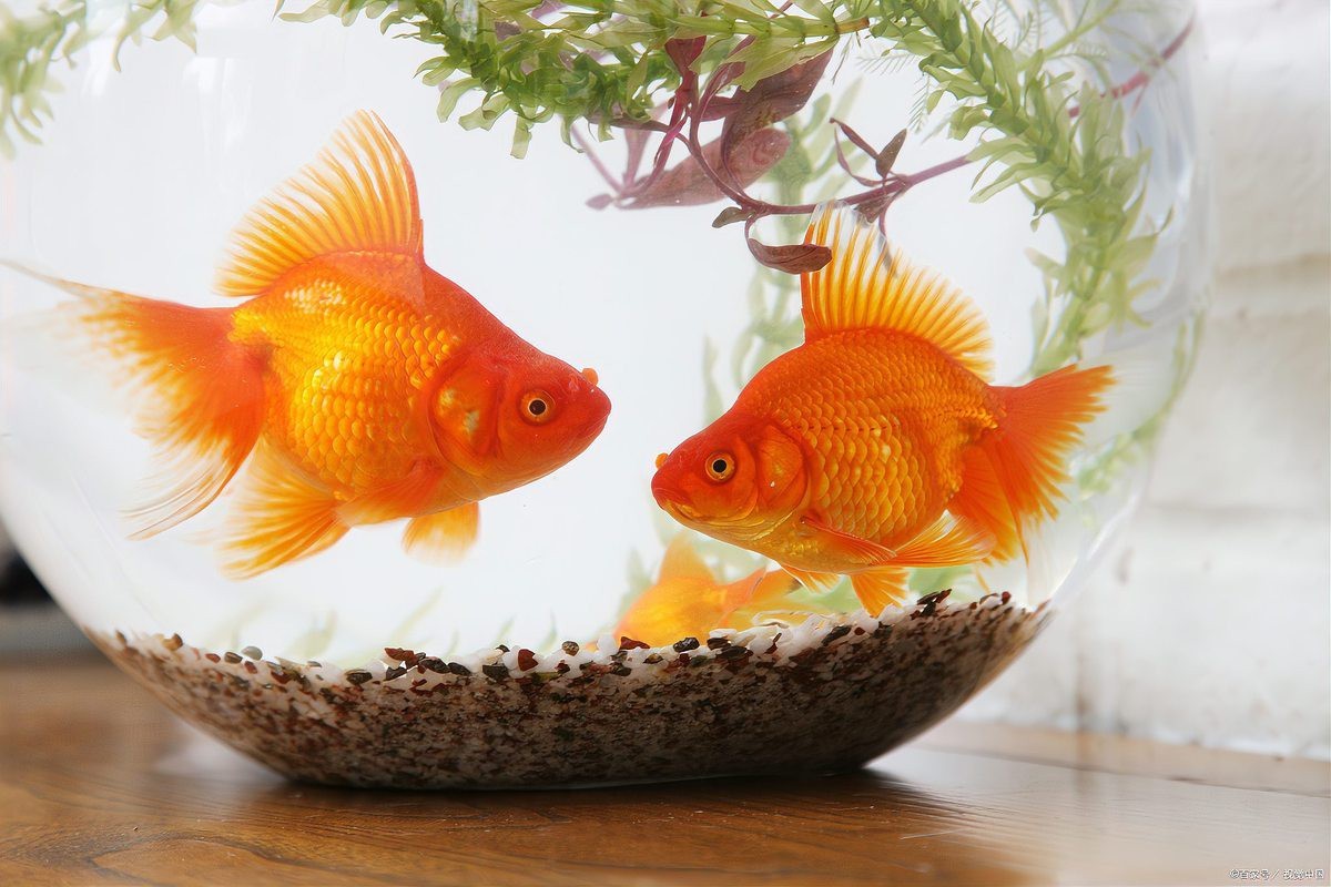 淡水魚100升水放多少鹽 淡水魚100升水放多少鹽 龍魚論壇 第2張