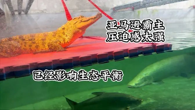 愛養魚龍龍的作品風格是怎樣的？ 愛養魚龍龍的作品風格是怎樣的？ 龍魚百科 第3張
