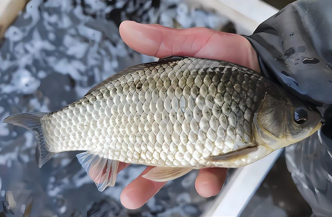 鯽魚有幾種品種圖片