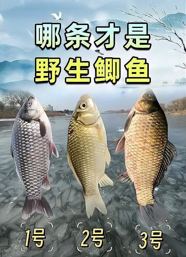 鯽魚有幾種品種圖片