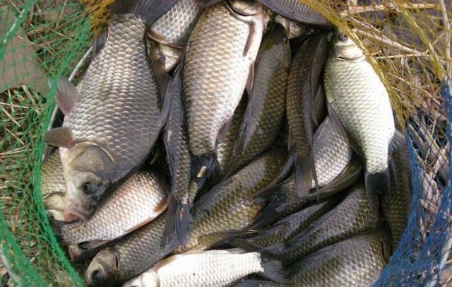鯽魚有幾種品種圖片