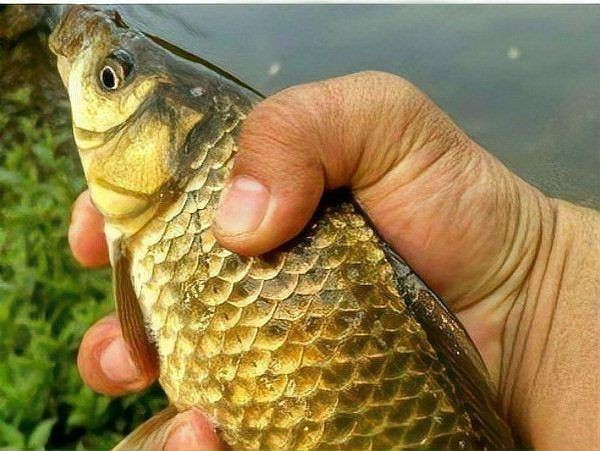 鯽魚有幾種品種圖片