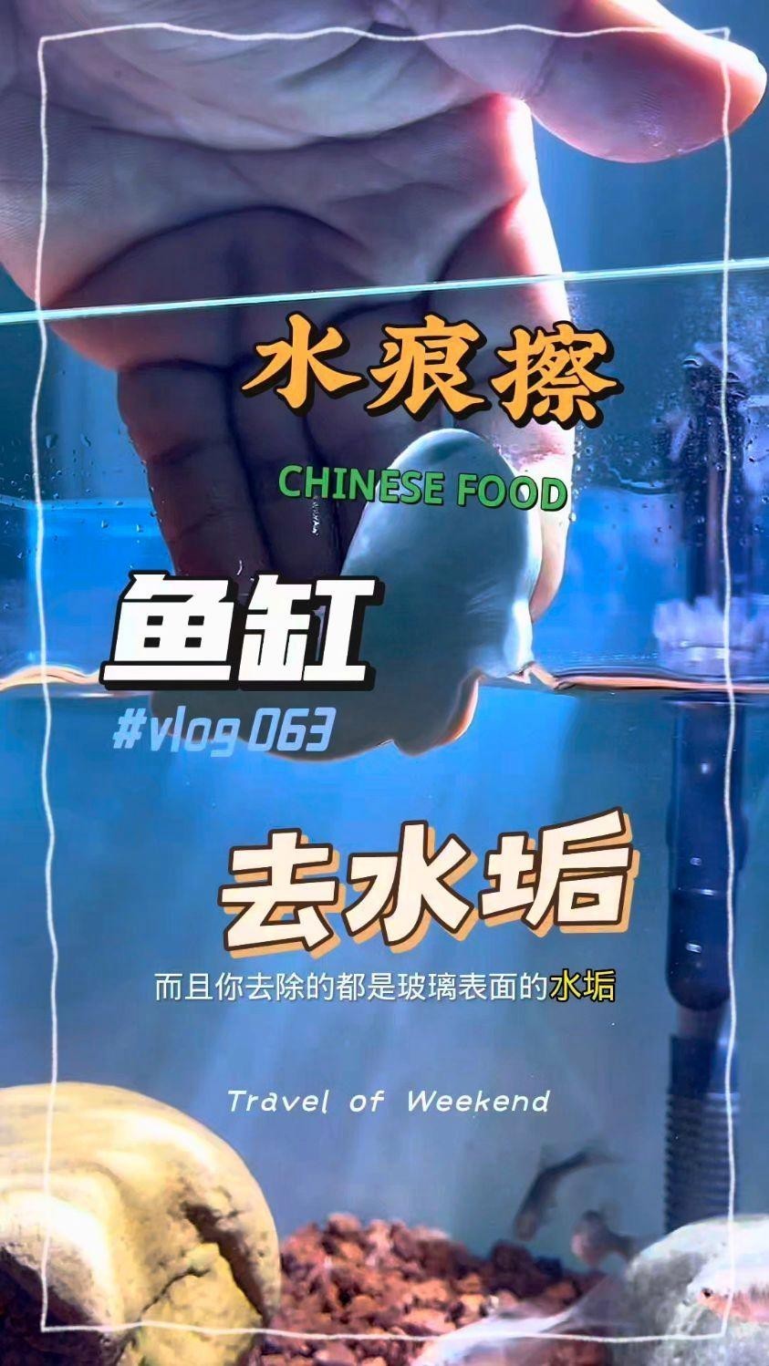 如何預防龍魚感染鰓病？