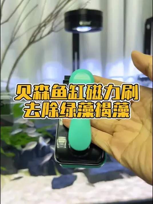 如何預防龍魚感染鰓病？