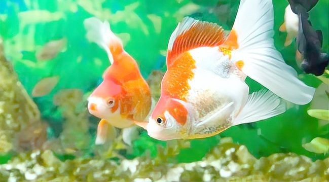 客廳魚缸擺放最佳位置
