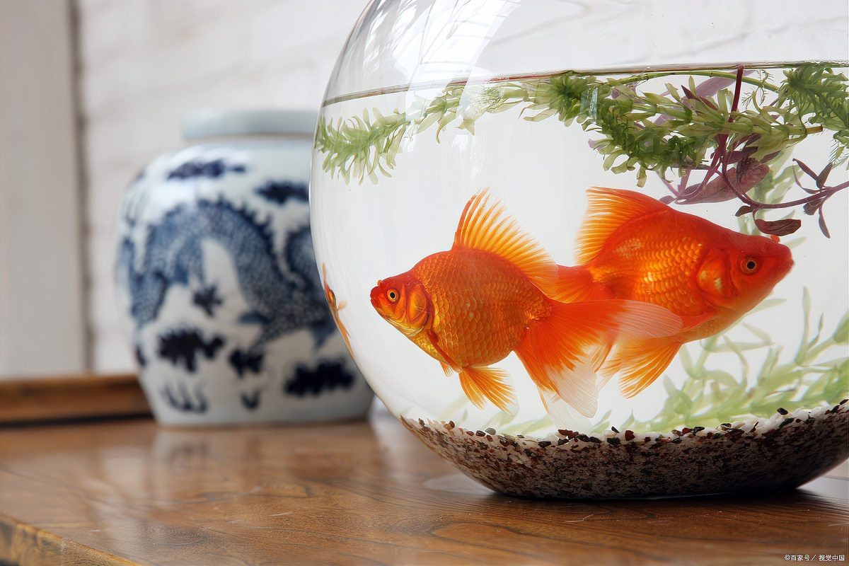客廳魚缸擺放最佳位置