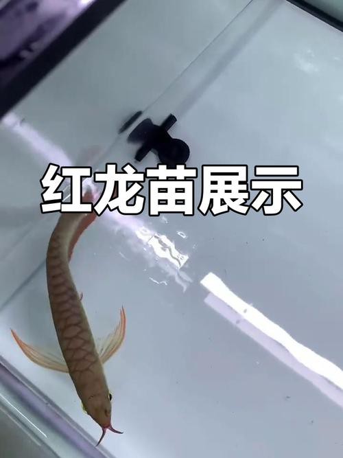 給我提供一張紅龍魚幼苗的圖片