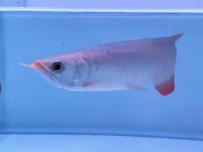 給我提供一張紅龍魚幼苗的圖片