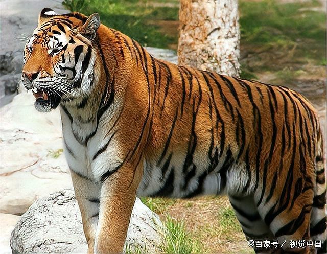 道教哪位神仙的坐騎是老虎