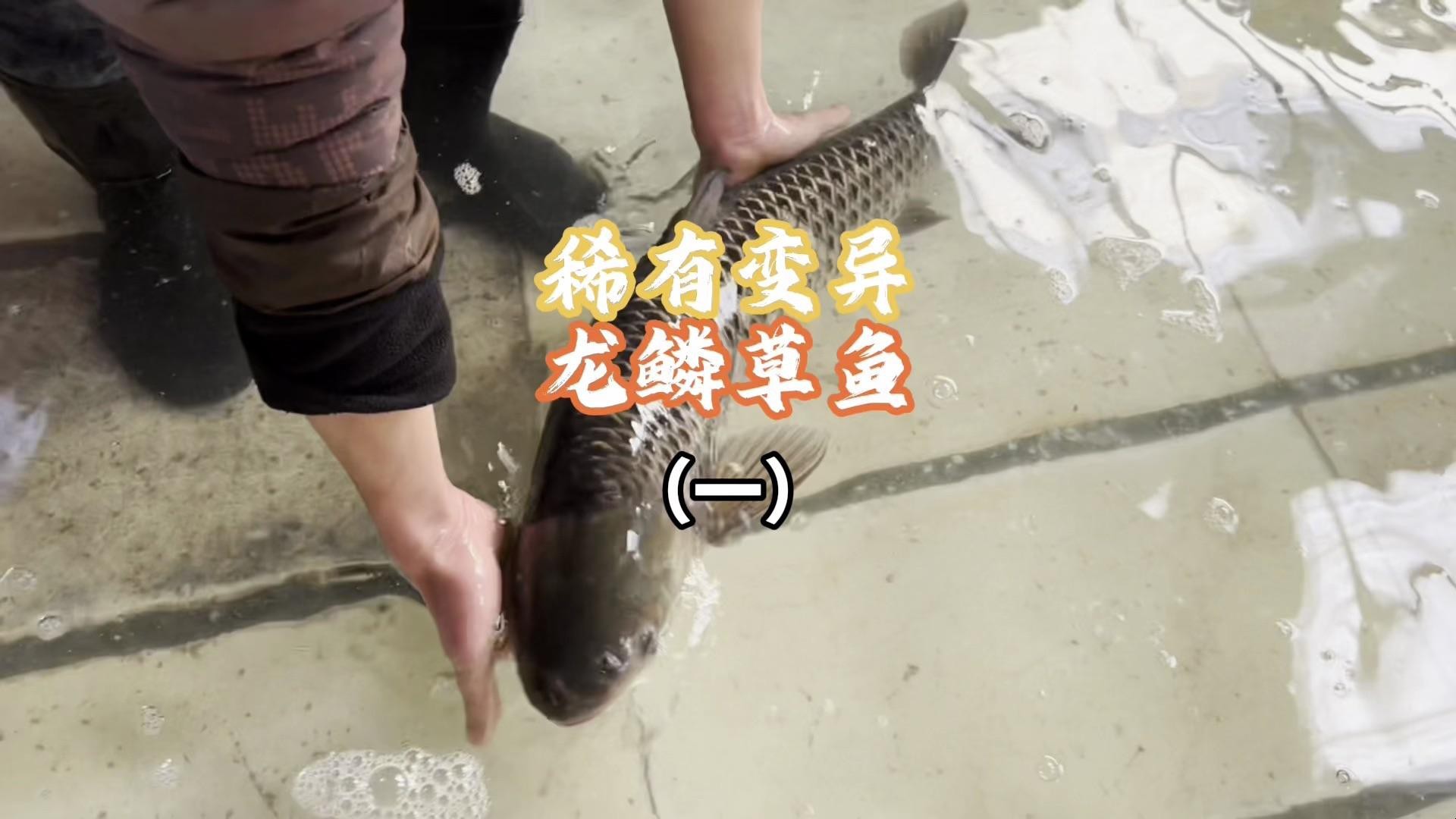 龍鱗魚最貴的三個品種