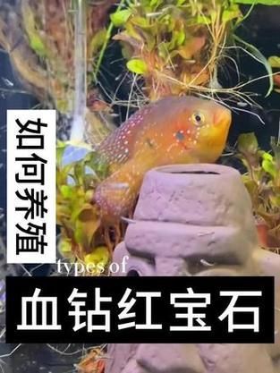 紅寶石魚公母區(qū)分圖解