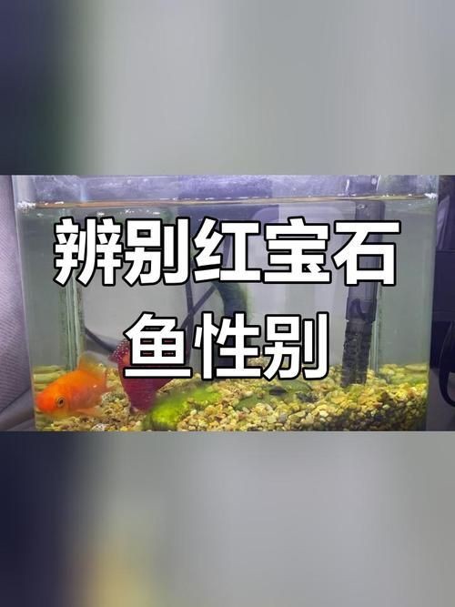 紅寶石魚公母區(qū)分圖解