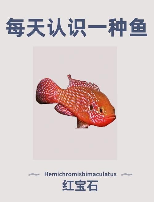 紅寶石魚公母區(qū)分圖解