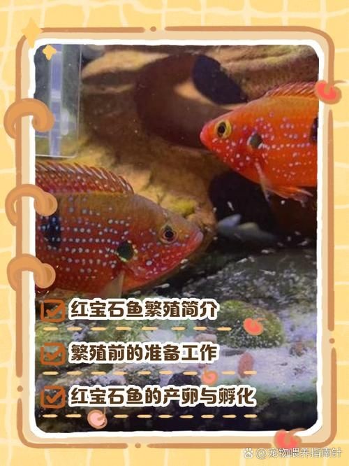 紅寶石魚公母區(qū)分圖解