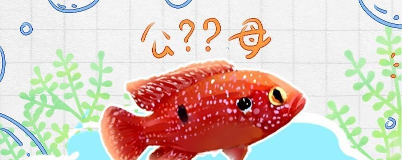 紅寶石魚公母區(qū)分圖解