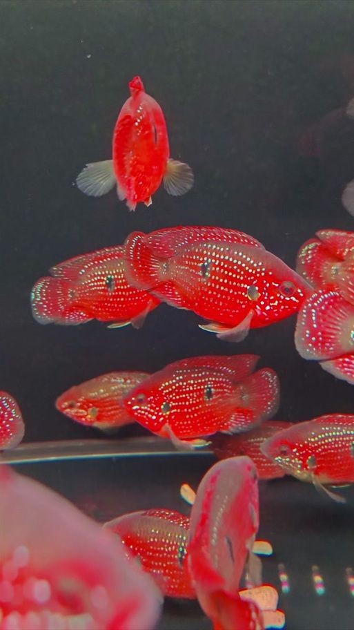 紅寶石魚公母區(qū)分圖解