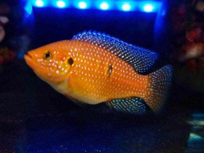 紅寶石魚公母區(qū)分圖解