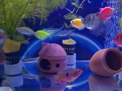 紅寶石魚公母區(qū)分圖解