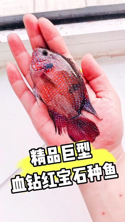 紅寶石魚公母區(qū)分圖解