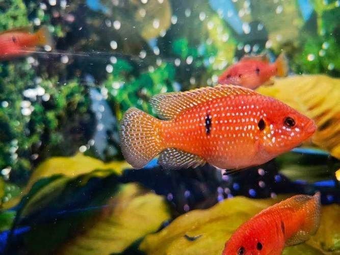 紅寶石魚公母區(qū)分圖解